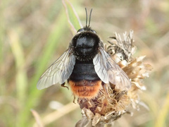 Bombus confusus confusus