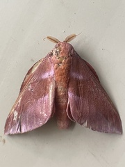 Othorene purpurascens