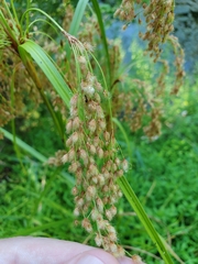 Scirpus pedicellatus