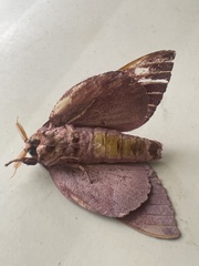 Othorene purpurascens