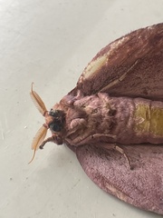 Othorene purpurascens