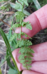 Woodsia oregana