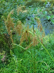 Scirpus pedicellatus