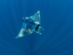 Mobula mobular