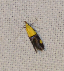 Oecophora bractella