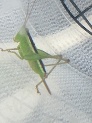 Conocephalus brevipennis
