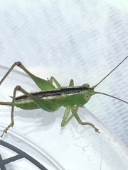 Conocephalus brevipennis