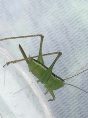 Conocephalus brevipennis