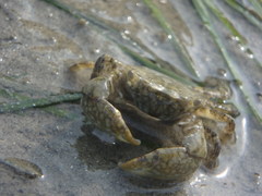 Gaetice depressus