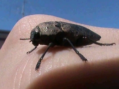 Capnodis tenebricosa