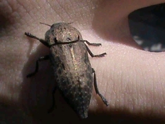 Capnodis tenebricosa