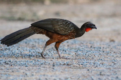 Penelope ochrogaster