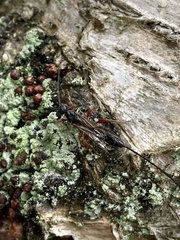 Odontocolon dentipes