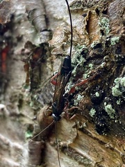 Odontocolon dentipes