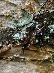 Odontocolon dentipes