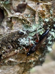 Odontocolon dentipes