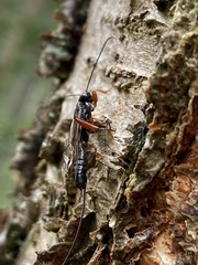 Odontocolon dentipes