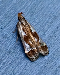 Dichomeris ochripalpella