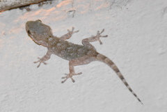 Tarentola mauritanica