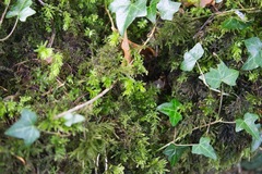 Thamnobryum