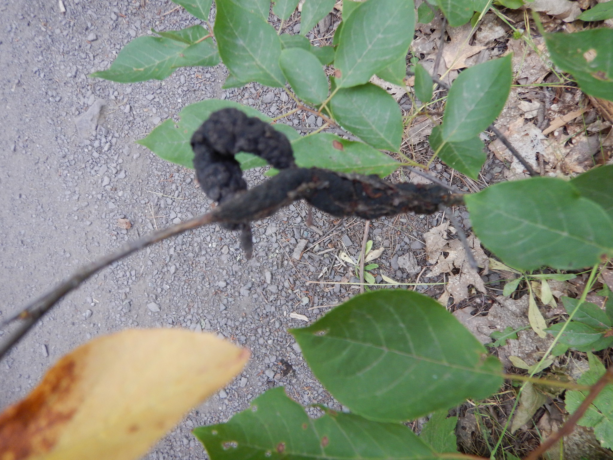 Venturiaceae image