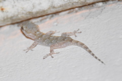 Tarentola mauritanica