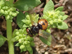 Gymnosoma nitens