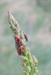 Crioceris quinquepunctata