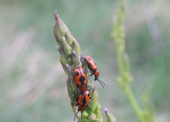Crioceris quinquepunctata