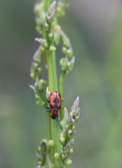 Crioceris quinquepunctata