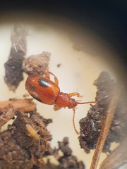 Dapsa denticollis