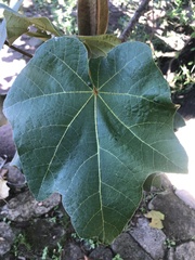 Chiranthodendron