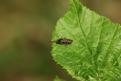 Nomada flavoguttata