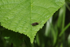Nomada flavoguttata