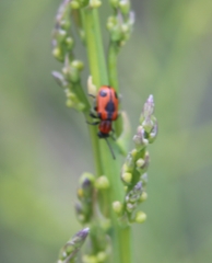 Crioceris quinquepunctata