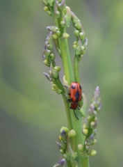 Crioceris quinquepunctata