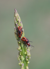Crioceris quinquepunctata