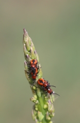 Crioceris quinquepunctata