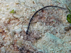 Micrognathus andersonii