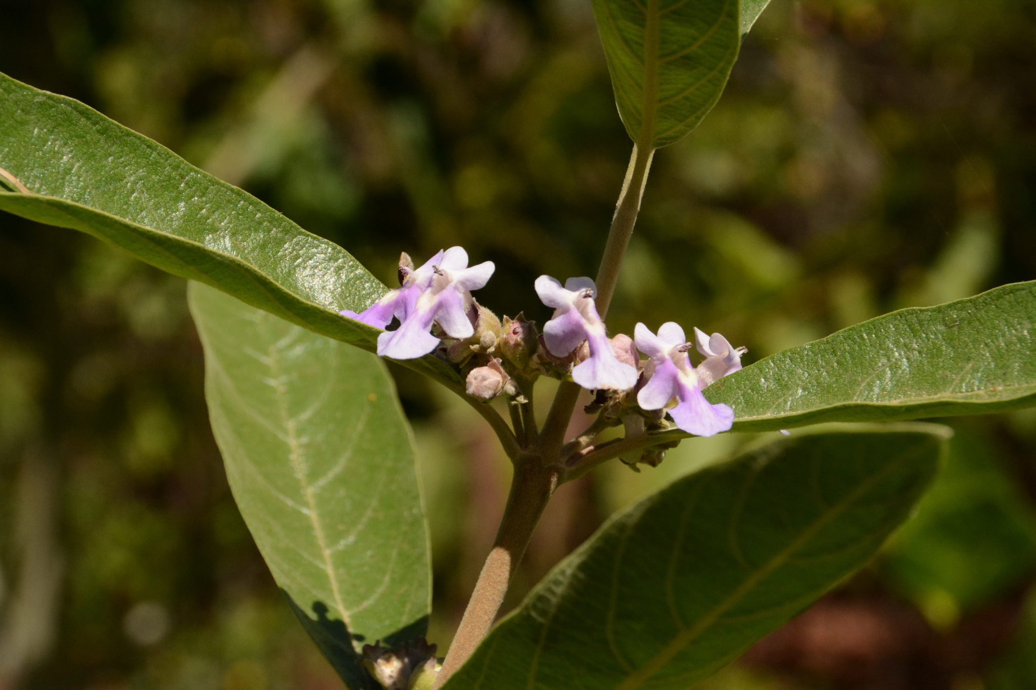 Vitex gardneriana