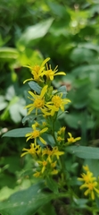 Solidago virgaurea