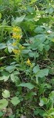 Solidago virgaurea