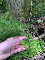 Neottia smallii