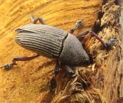 Cholus parallelogrammus