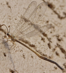 Clathroneuria coquilletti