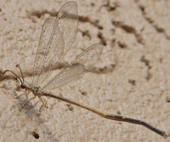 Clathroneuria coquilletti