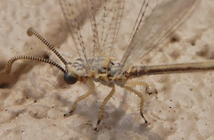 Clathroneuria coquilletti