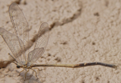 Clathroneuria coquilletti