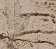 Clathroneuria coquilletti