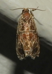 Olethreutes tilianum